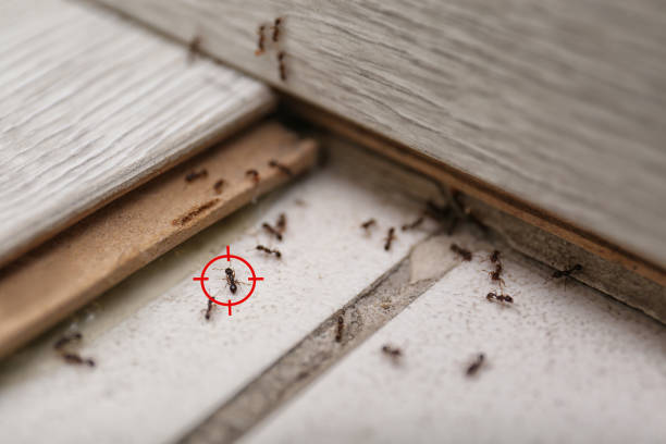 Pest Control Cost in Manhattan, MT