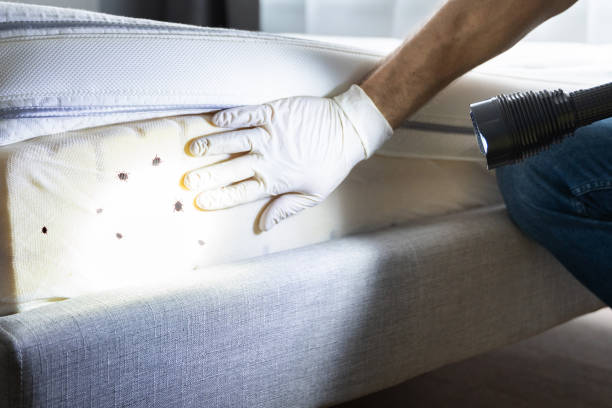 Best Flea Control Services  in Manhattan, MT