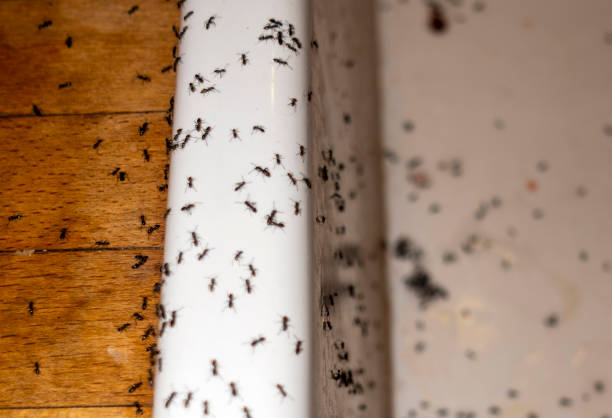 Best Exterminator Services  in Manhattan, MT